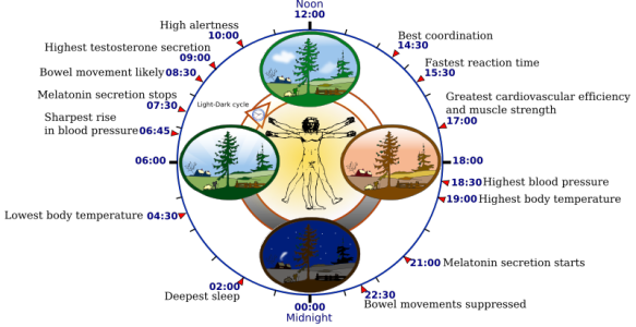 the-best-time-to-work-out-use-your-biorhythm-for-84-more-muscle-meanbod